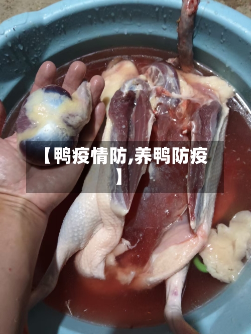 【鸭疫情防,养鸭防疫】